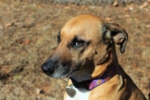 Dog insecure ears back2