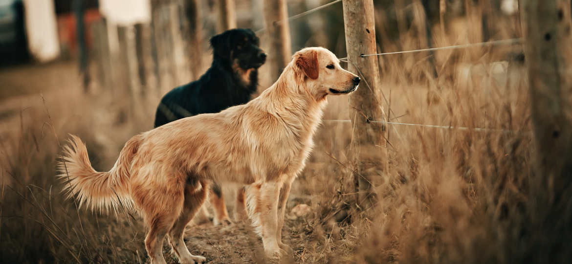 ONCE BITTEN, TWICE SHY: TEACHING KIDS TO PREVENT DOG BITES